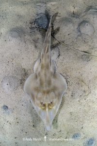 Western Shovelnose Ray, Aptychotrema vincentiana. Aka yellow shovelnose ray or southern shovelnose ray. Seacliff Beach, Adelaide, South Australia, Southern Ocean.