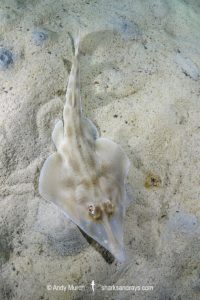 Western Shovelnose Ray, Aptychotrema vincentiana. Aka yellow shovelnose ray or southern shovelnose ray. Seacliff Beach, Adelaide, South Australia, Southern Ocean.