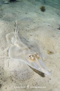 Western Shovelnose Ray, Aptychotrema vincentiana. Aka yellow shovelnose ray or southern shovelnose ray. Seacliff Beach, Adelaide, South Australia, Southern Ocean.