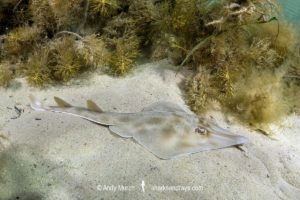 Western Shovelnose Ray, Aptychotrema vincentiana. Aka yellow shovelnose ray or southern shovelnose ray. Seacliff Beach, Adelaide, South Australia, Southern Ocean.