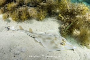Western Shovelnose Ray, Aptychotrema vincentiana. Aka yellow shovelnose ray or southern shovelnose ray. Seacliff Beach, Adelaide, South Australia, Southern Ocean.