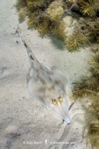 Western Shovelnose Ray, Aptychotrema vincentiana. Aka yellow shovelnose ray or southern shovelnose ray. Seacliff Beach, Adelaide, South Australia, Southern Ocean.