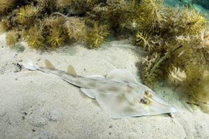 Western Shovelnose Ray, Aptychotrema vincentiana. Aka yellow shovelnose ray or southern shovelnose ray. Seacliff Beach, Adelaide, South Australia, Southern Ocean.