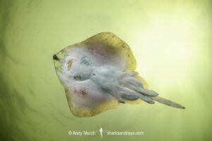 Australian Thornback Skate, Dentiraja lemprieri.