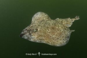 Australian Thornback Skate, Dentiraja lemprieri.
