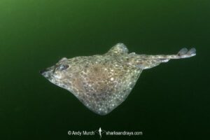Australian Thornback Skate, Dentiraja lemprieri.