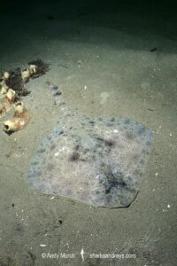Australian Thornback Skate, Dentiraja lemprieri.