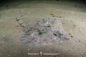 Australian Thornback Skate, Dentiraja lemprieri.