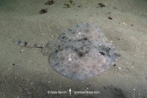 Australian Thornback Skate, Dentiraja lemprieri.