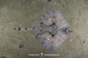 Australian Thornback Skate, Dentiraja lemprieri.