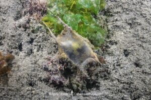 Australian Thornback Skate Egg Case