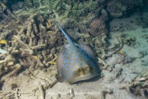 Bluespotted Maskray, Neotrygon caeruleopunctata.