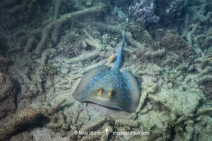Bluespotted Maskray, Neotrygon caeruleopunctata.