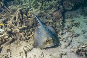 Bluespotted Maskray, Neotrygon caeruleopunctata.