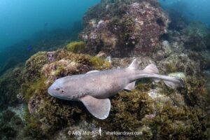 Colclough's Shark, Brachaelurus colcloughi.