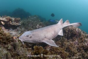 Colclough's Shark, Brachaelurus colcloughi.