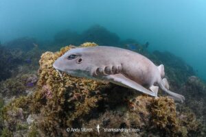 Colclough's Shark, Brachaelurus colcloughi.