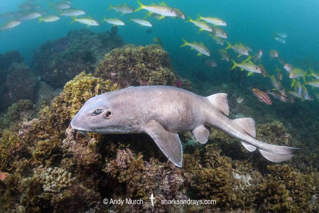 Colclough’s Shark 024 Sharks and Rays