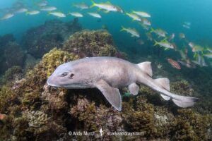 Colclough's Shark, Brachaelurus colcloughi.