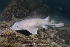 Colclough's Shark, Brachaelurus colcloughi.
