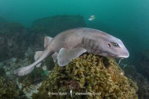 Colclough's Shark, Brachaelurus colcloughi.