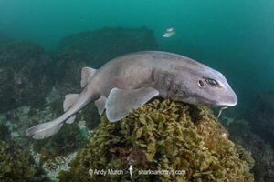 Colclough's Shark, Brachaelurus colcloughi.