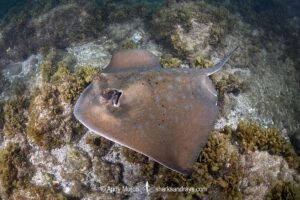 Coral Sea Maskray, Neotrygon trigonoides.