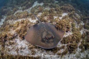 Coral Sea Maskray, Neotrygon trigonoides.