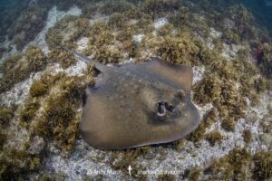 Coral Sea Maskray, Neotrygon trigonoides.