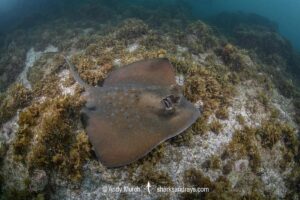 Coral Sea Maskray, Neotrygon trigonoides.