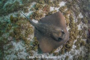 Coral Sea Maskray, Neotrygon trigonoides.