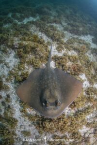 Coral Sea Maskray, Neotrygon trigonoides.