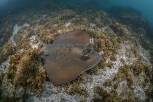 Coral Sea Maskray, Neotrygon trigonoides.