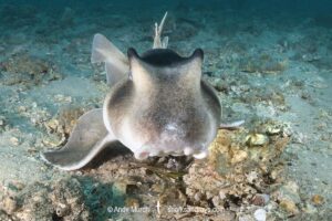 Crested Hornshark, Heterodontus galeatus. Aka Crested Bullhead Shark. Fly Point, Nelson Bay, NSW, Australia, southwest Pacific Ocean.