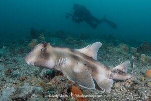 Crested Hornshark, Heterodontus galeatus. Aka Crested Bullhead Shark. Fly Point, Nelson Bay, NSW, Australia, southwest Pacific Ocean.