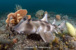 Crested Hornshark, Heterodontus galeatus. Aka Crested Bullhead Shark. Fly Point, Nelson Bay, NSW, Australia, southwest Pacific Ocean.