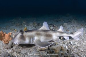 Crested Hornshark, Heterodontus galeatus. Aka Crested Bullhead Shark. Fly Point, Nelson Bay, NSW, Australia, southwest Pacific Ocean.