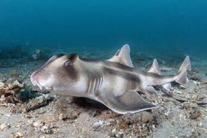 Crested Hornshark, Heterodontus galeatus. Aka Crested Bullhead Shark. Fly Point, Nelson Bay, NSW, Australia, southwest Pacific Ocean.