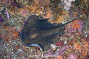 Izu Stingray, Hemitrygon izuensis.