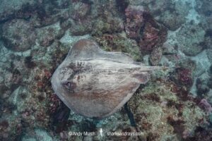 Izu Stingray, Hemitrygon izuensis.