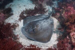 Izu Stingray, Hemitrygon izuensis.