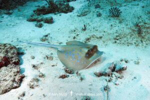 Malacca Strait Bluespotted Maskray, Neotrygon malaccensis.