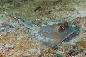 Malacca Strait Bluespotted Maskray, Neotrygon malaccensis.