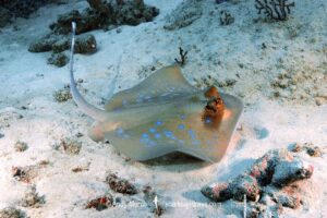 Malacca Strait Bluespotted Maskray, Neotrygon malaccensis.