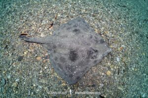 Melbourne Skate, Spiniraja whitleyi.