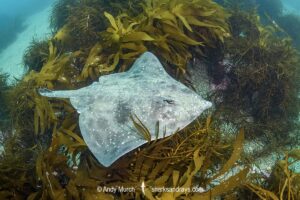 Melbourne Skate, Spiniraja whitleyi.