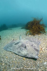 Melbourne Skate, Spiniraja whitleyi.