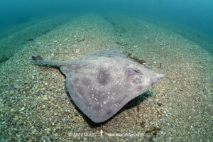 Melbourne Skate, Spiniraja whitleyi.