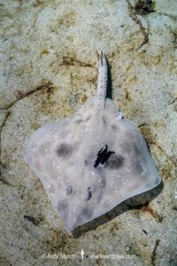 Melbourne Skate, Spiniraja whitleyi.