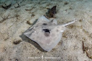 Melbourne Skate, Spiniraja whitleyi.